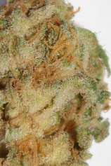 White Widow strain photo