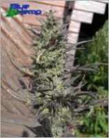 HiNoon strain photo