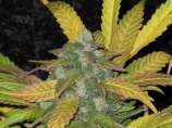 Pine Tar Kush strain photo