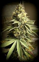 Galactic Jack strain photo