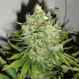 Black Skull Seeds - Pepper Jack Haze strain photo