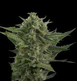 The Devil's Harvest Seed Company - Auto Reek'n strain photo