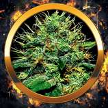 Tropical Dutch strain photo