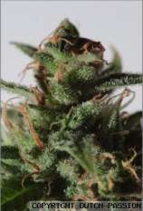 La Lybella strain photo