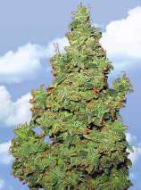 Voyager strain photo