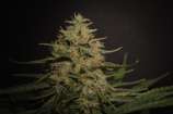 Seafood Diesel strain photo