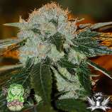 Afghani 99 strain photo
