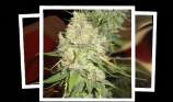 Black Berry OG strain photo