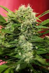 Chronic Ryder strain photo