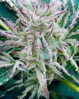 Blueberry Kush Cake strain photo