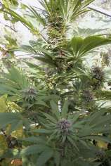 Green Erdpurt strain photo