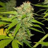 Archive Seed Bank - Poochie Love strain photo
