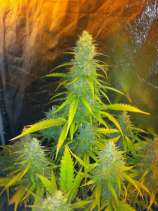 Mexican Haze strain photo