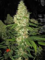 Holy Smoke Seeds - Goldfinger strain photo