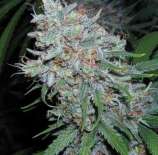 Super Silver Haze strain photo