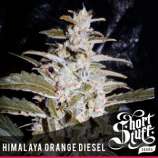 Himalaya Orange Diesel strain photo
