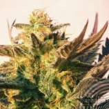 Speedy Gonzales strain photo