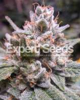 Gorilla Auto strain photo
