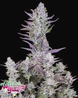 Wedding Glue Auto strain photo
