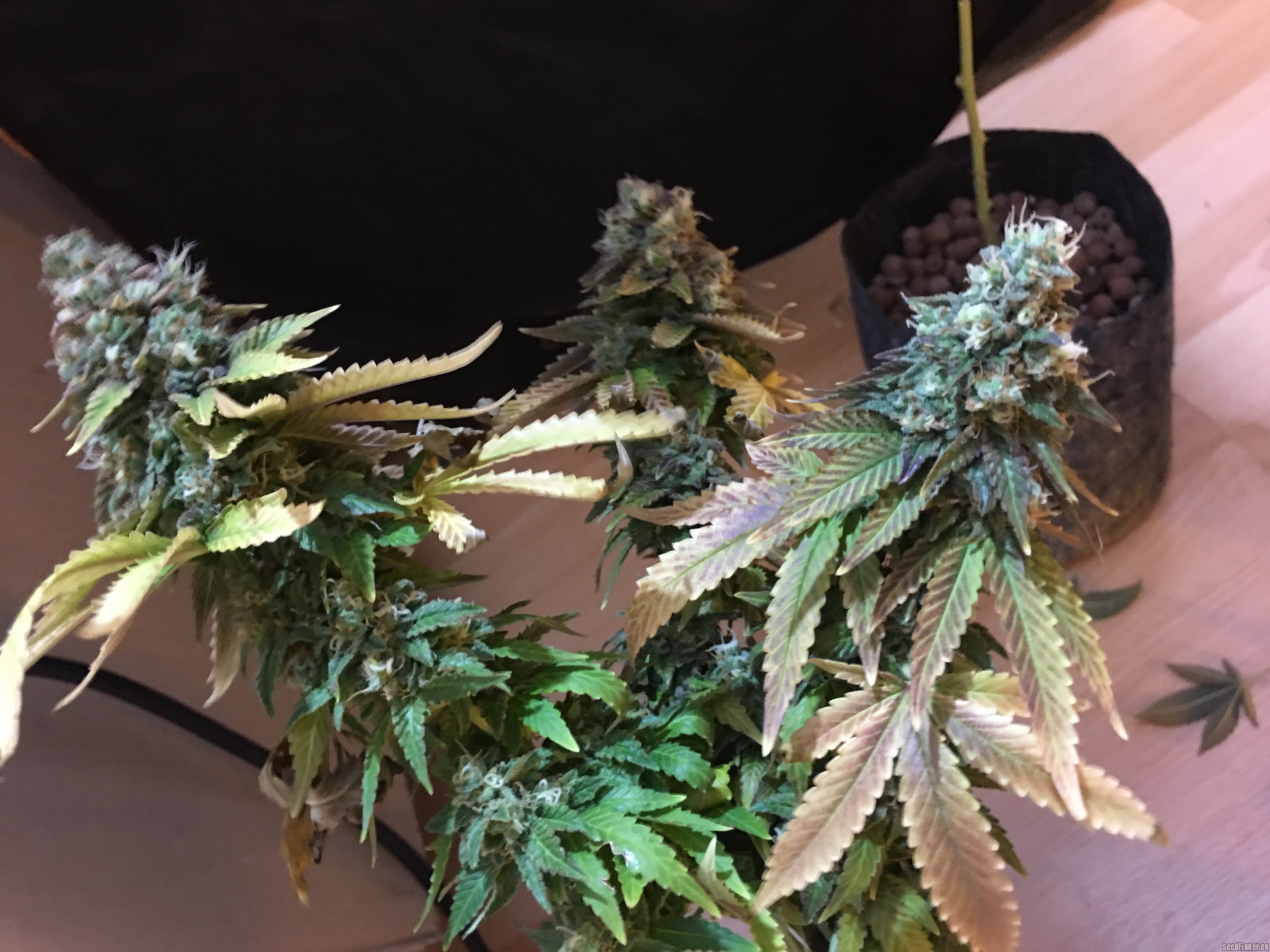 TOP44 strain photo