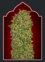Chocolate Kush strain photo