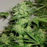 NL Automatic strain photo