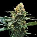 Sour Sorbet strain photo