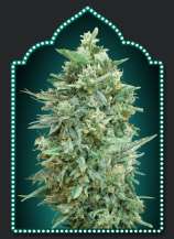 Auto Northern Lights XXL strain photo