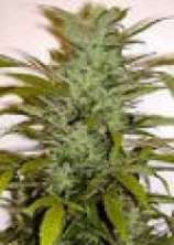 Super Chrystal strain photo