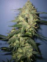 Romulan Grapefruit strain photo