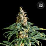 Zkittly Zi Zi strain photo