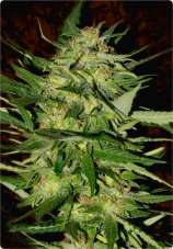 Jack Plant strain photo