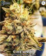 ChemMO strain photo