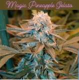 Magic Pineapple Gelato strain photo