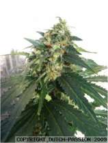 SnowStorm strain photo