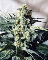 G13 x Widow strain photo