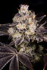 Rainbow Belts 2.0 strain photo