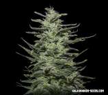 Amnesia Molotov strain photo