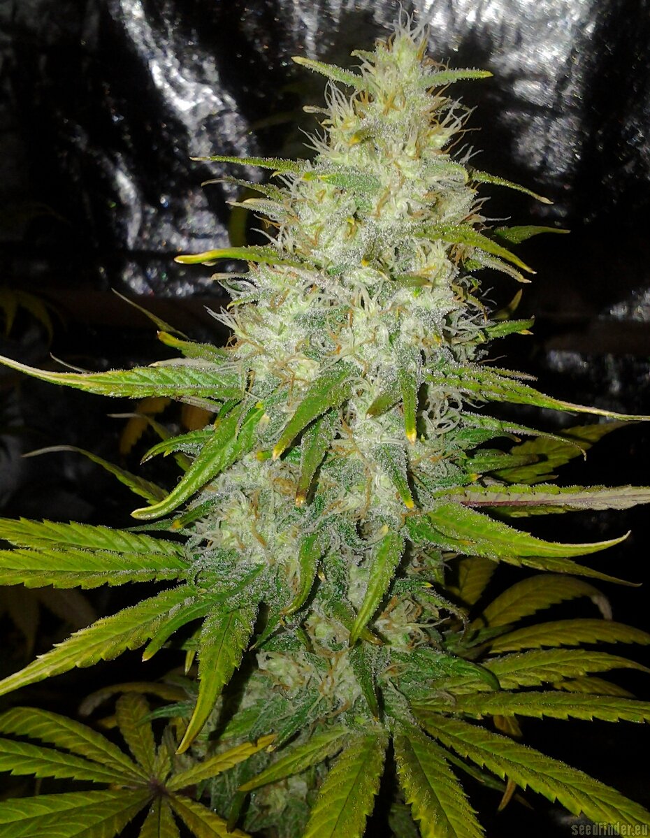 Bubba Love strain photo