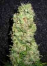 Blue Pearl strain photo