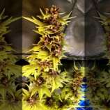 Purple Soda OG strain photo