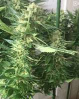 Xenu strain photo