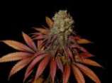 Rock Bud strain photo