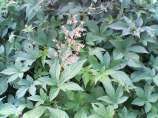 Humulus Japonicus strain photo