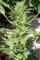 Mossy's Jem strain photo