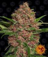 Purple Punch Auto strain photo