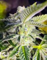Charlottes Cream strain photo