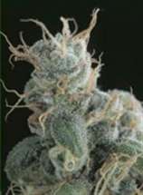 Flow strain photo