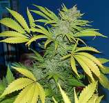 G13 Skunk strain photo