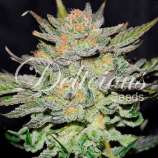 Blue Ace Auto CBD strain photo
